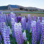 TODAY'S HOT OFFER :  New Zealand Wonderland 